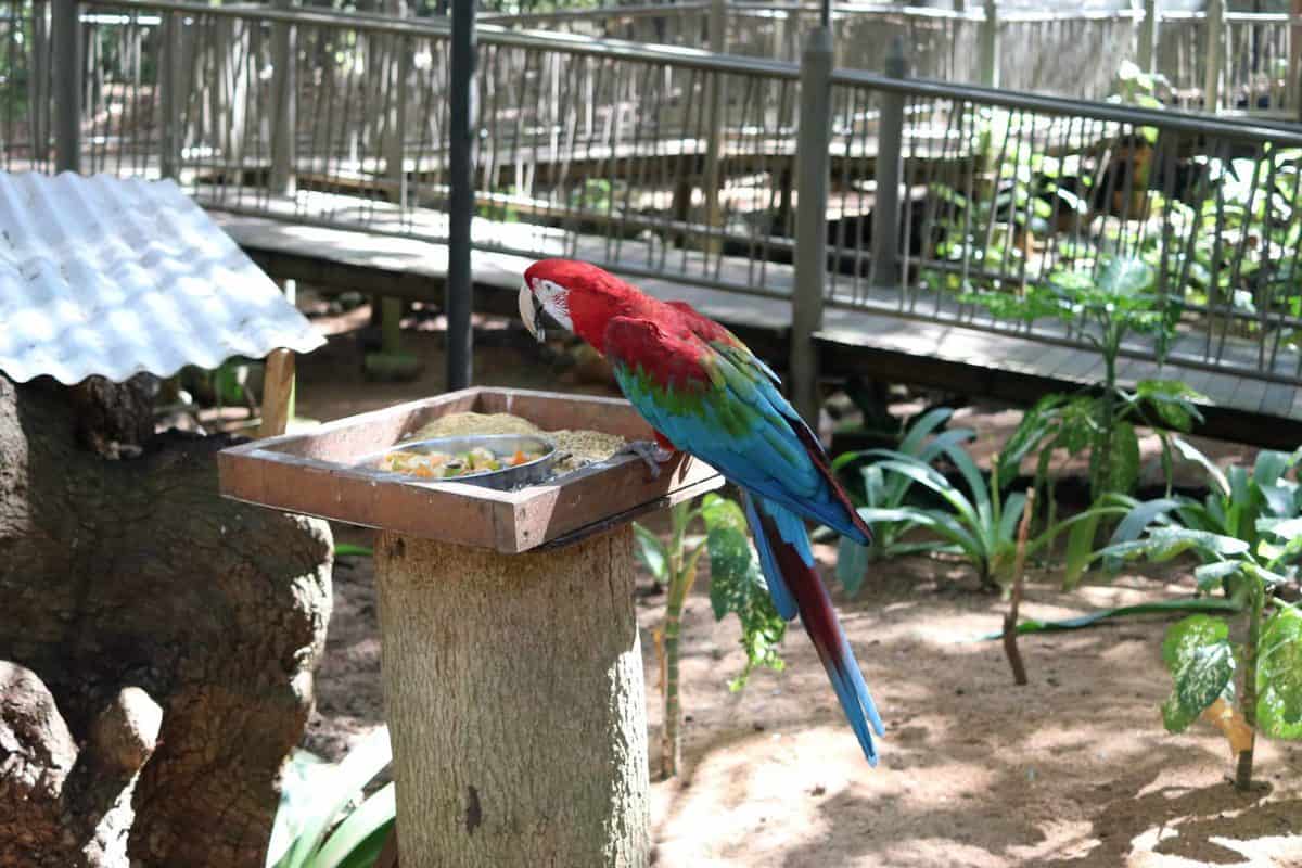 A Day at Casela World of Adventures - Mauritius maccaw