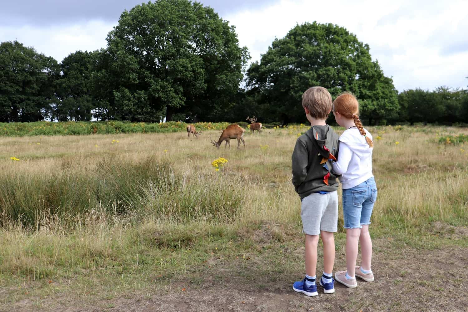 An Adventure to See Deer in Richmond Park, London