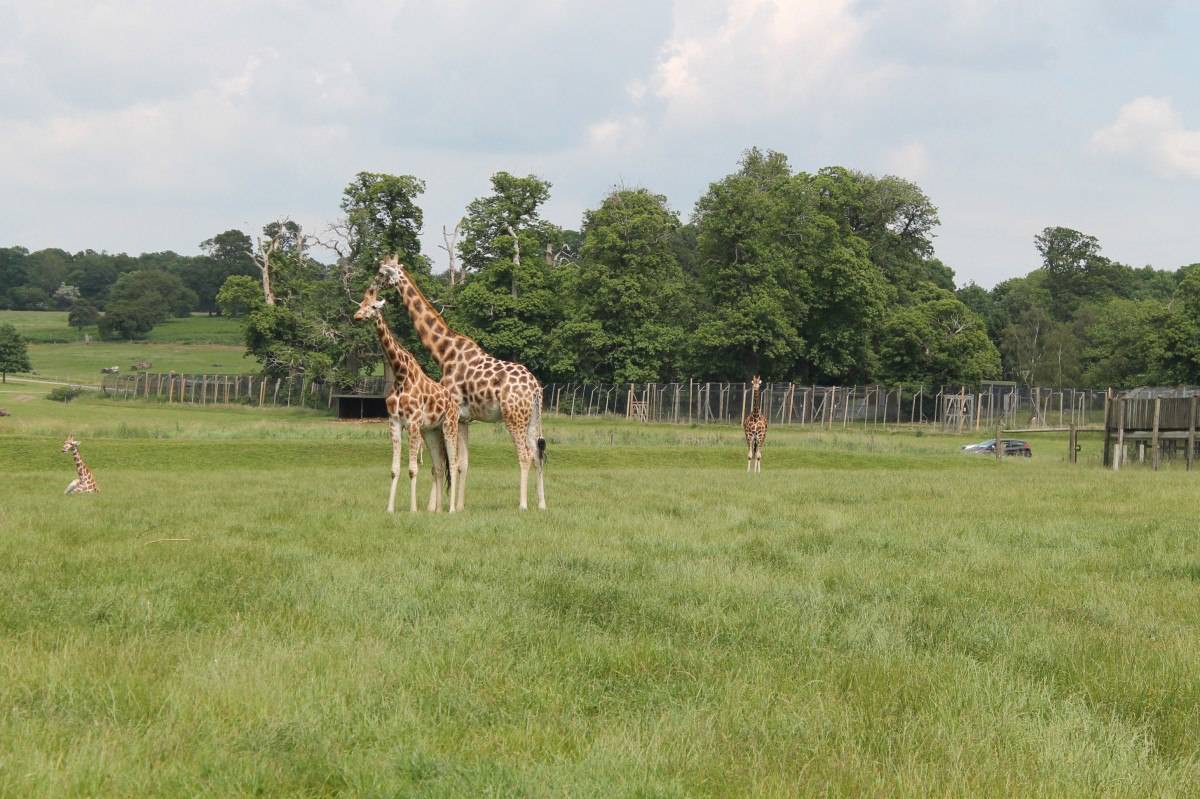 woburn safari park for toddlers