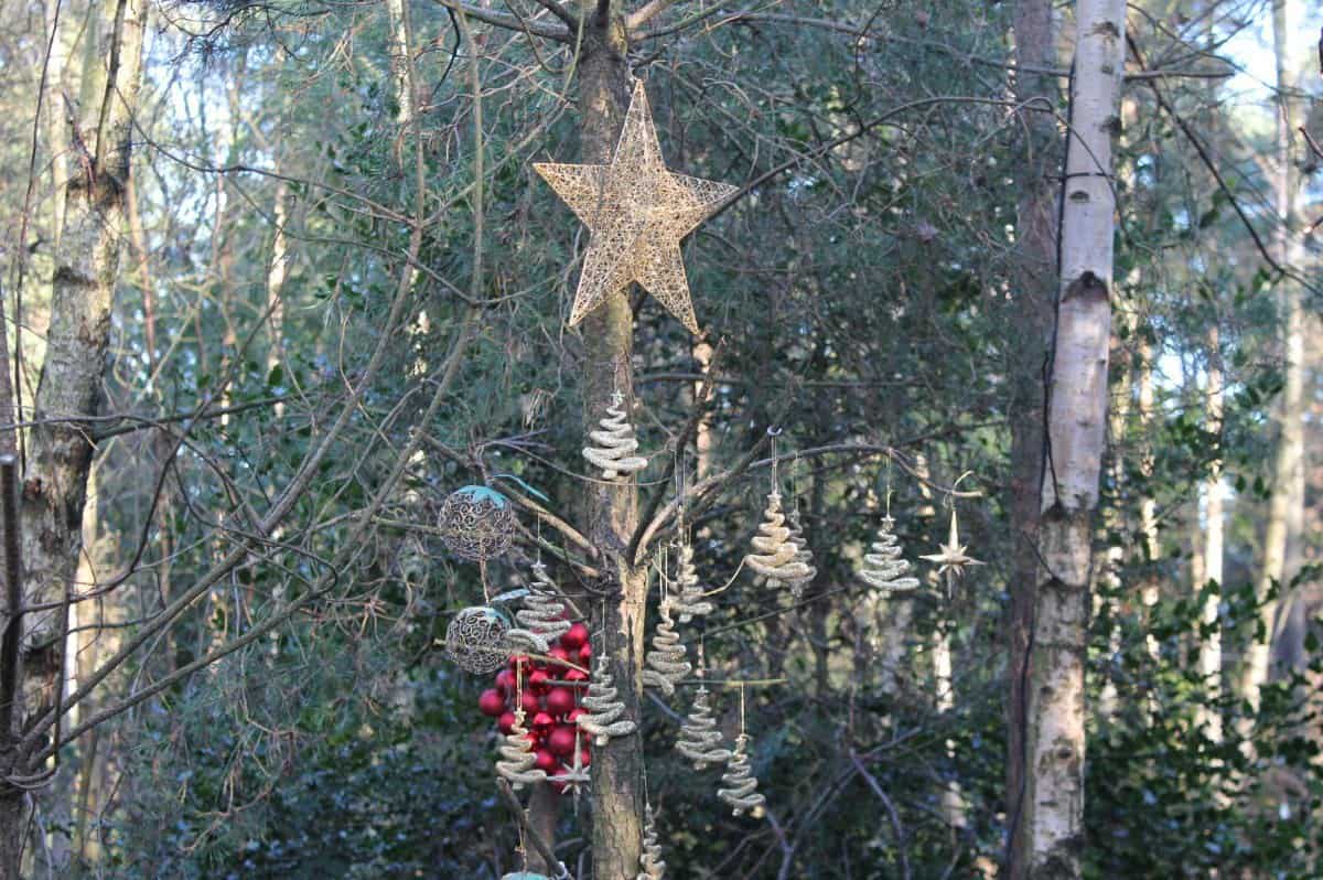 Alice Holt Forest Winter Woodland Christmas Event Review