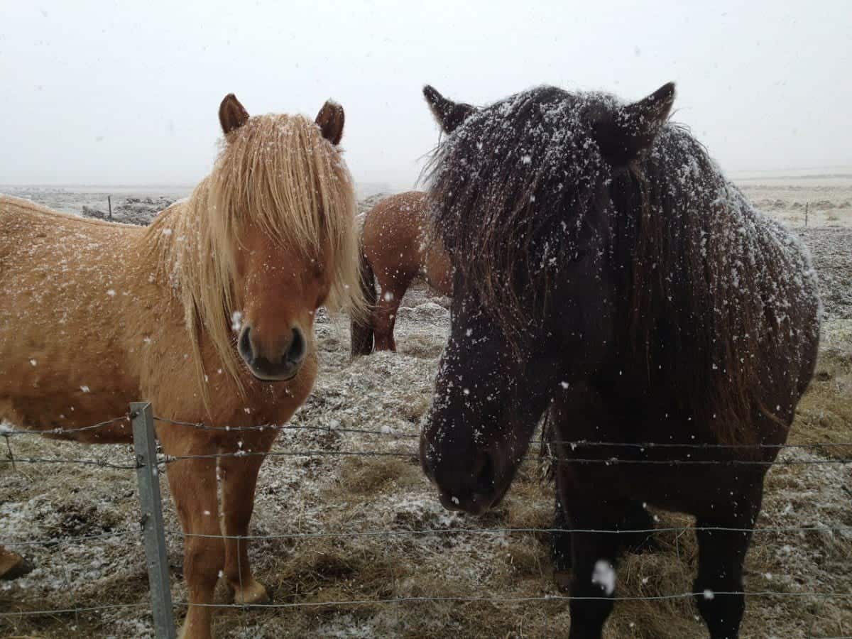 5 Things to do in Iceland as a Family