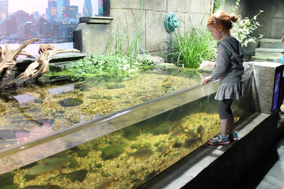 Review: Sea Life London Aquarium