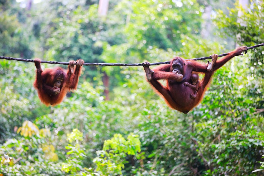 Travelling Towards Adventure in Jakarta and Indonesia