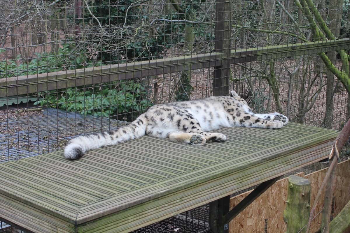 Introducing World of Dinosaurs at Paradise Wildlife Park