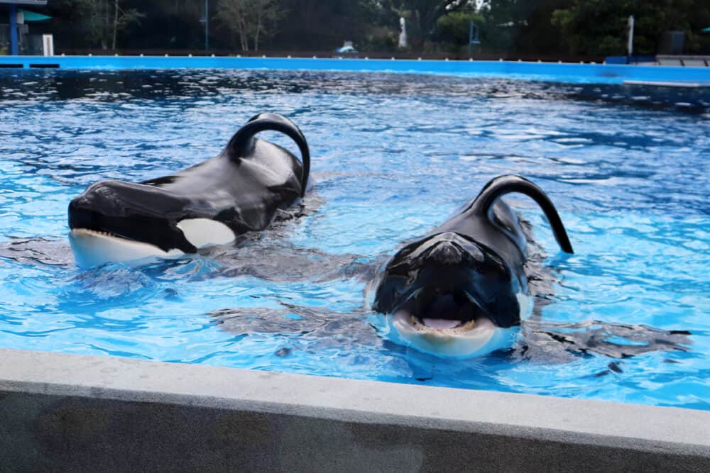 Dine with Orcas at Seaworld Orlando What the Redhead said