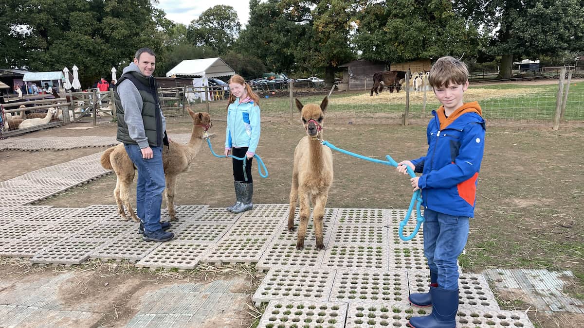 An Alpaca Walk at Lucky Tails Alpaca Farm
